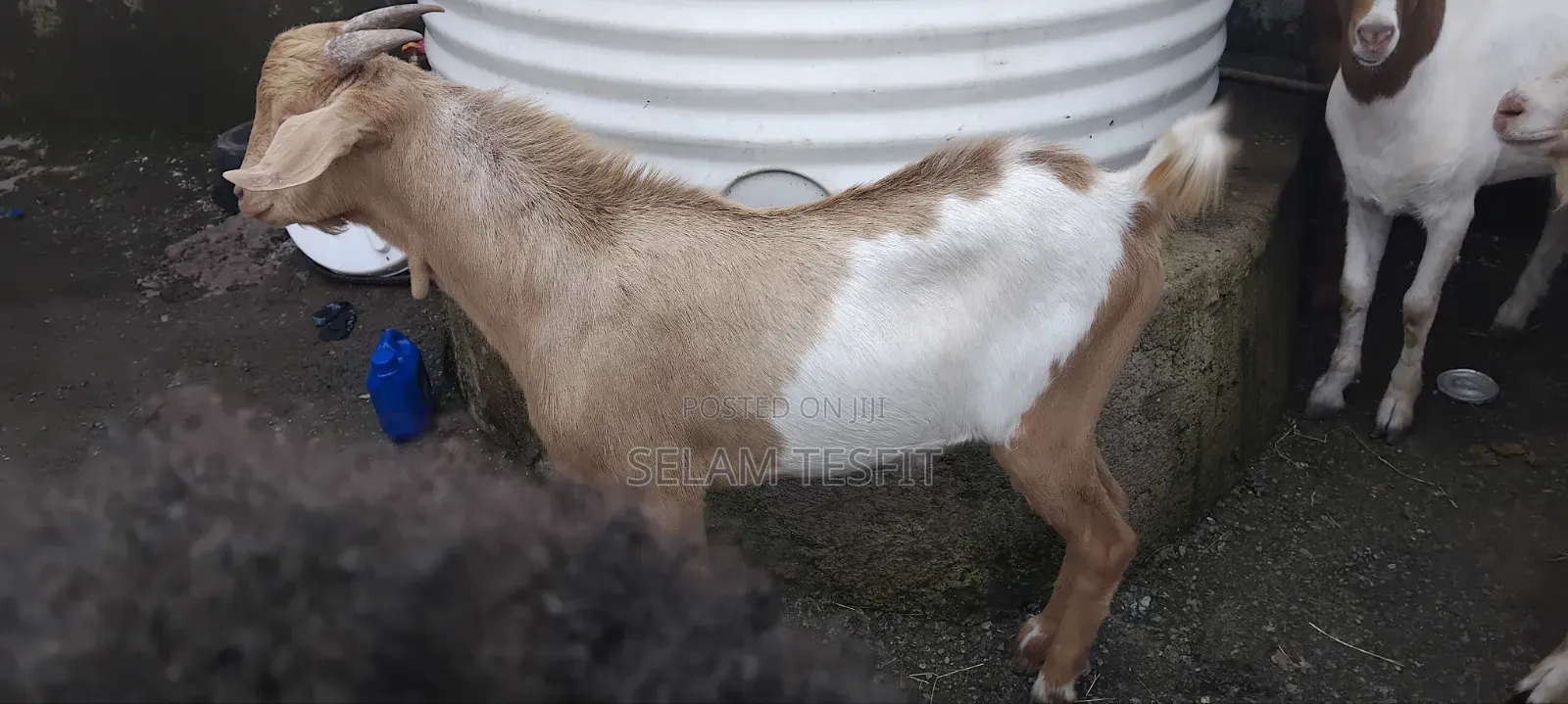 Goat, Cattle and Meat Partitions
