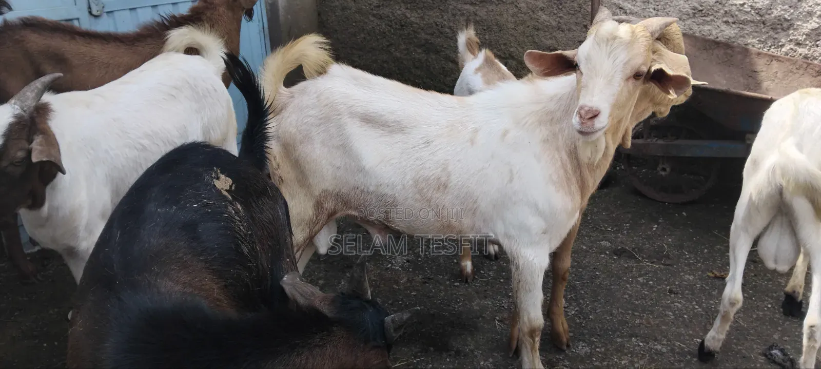 Goat, Cattle and Meat Partitions