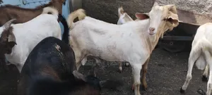 Goat, Cattle and Meat Partitions