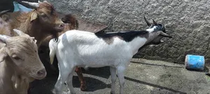 Goat, Cattle and Meat Partitions