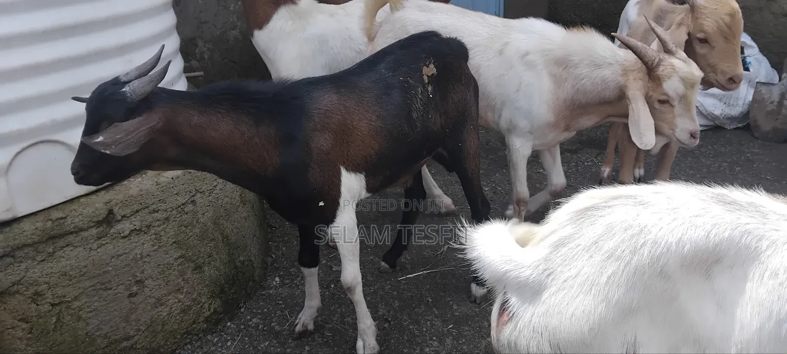 Goat, Cattle and Meat Partitions