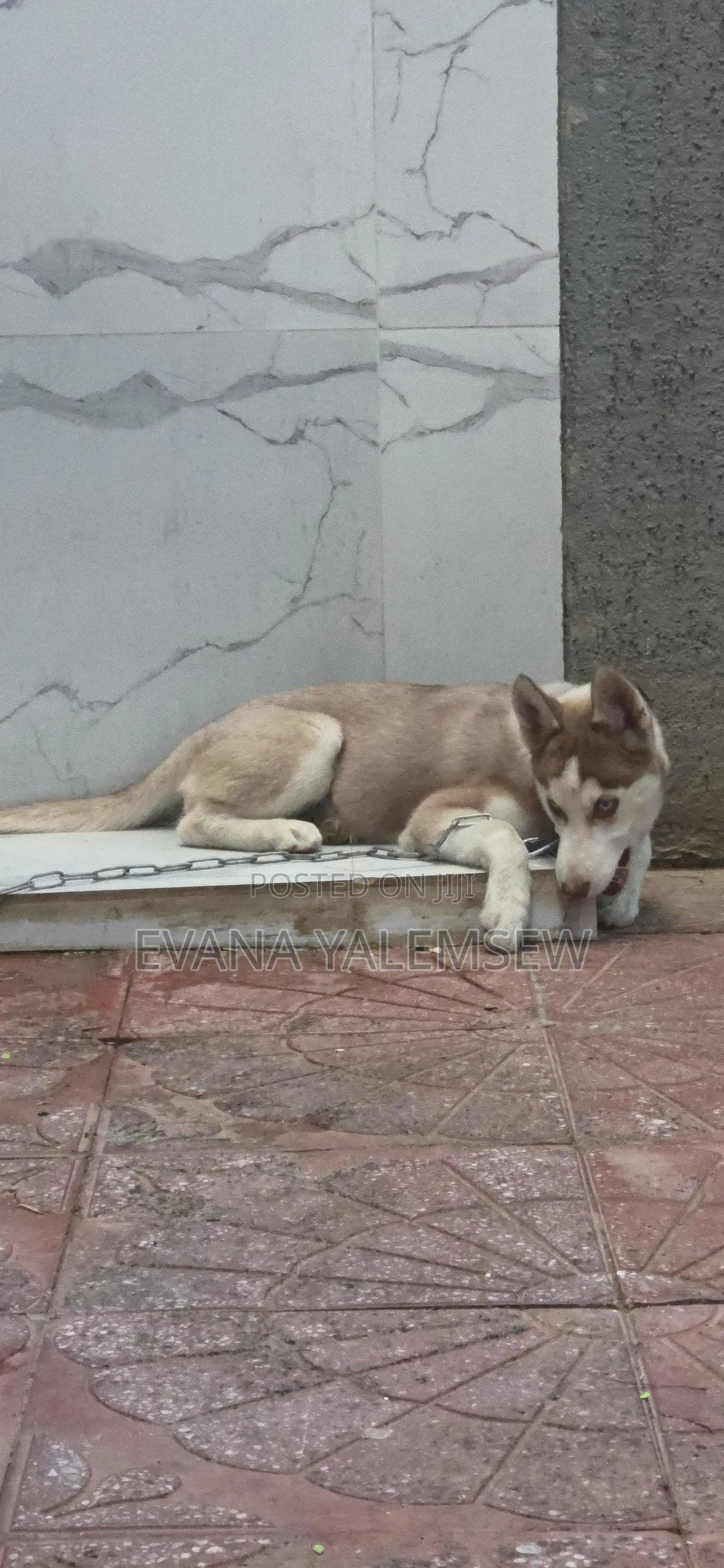 3-6 months Female Purebred Siberian Husky