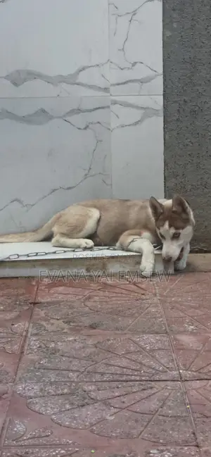 3-6 months Female Purebred Siberian Husky