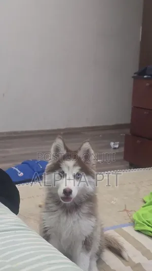 1-3 months Male Purebred Siberian Husky