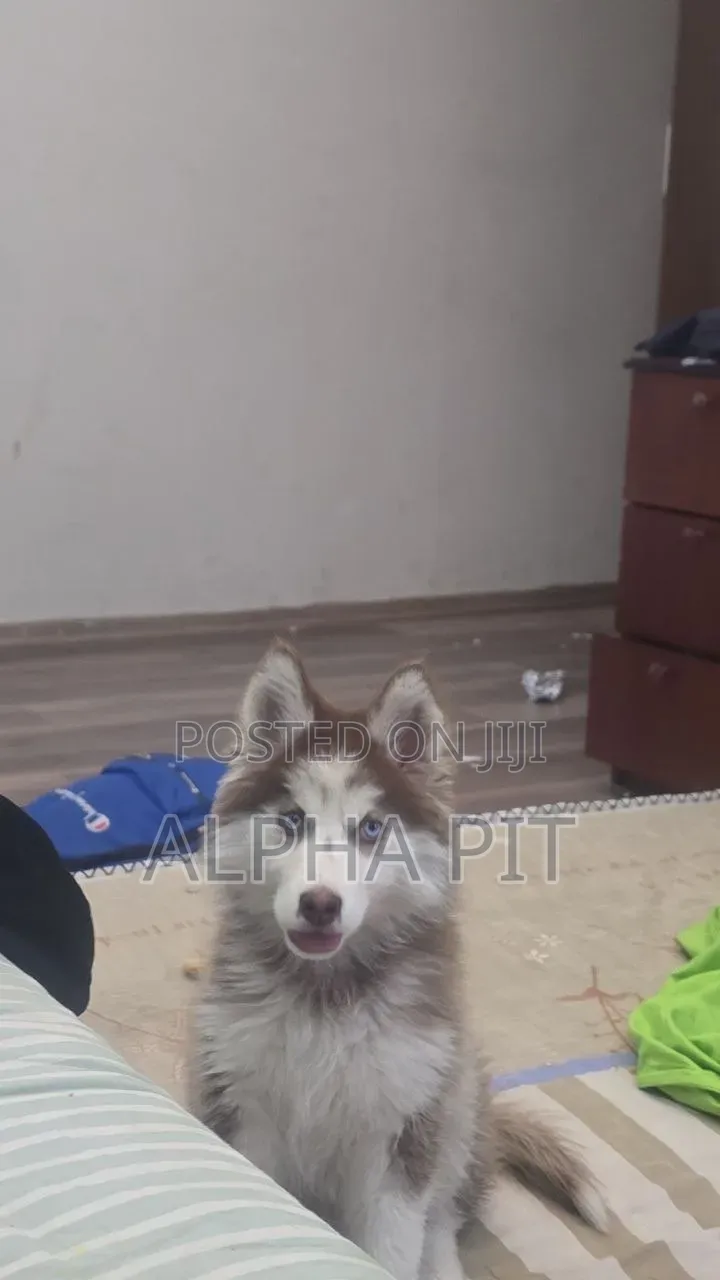 1-3 months Male Purebred Siberian Husky
