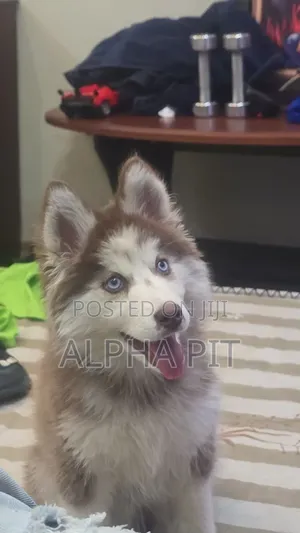 1-3 months Male Purebred Siberian Husky