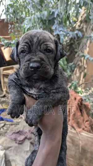 1-3 months Male Purebred Bullmastiff