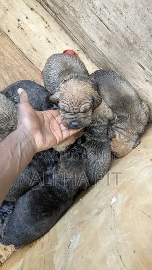 1-3 months Male Purebred Bullmastiff