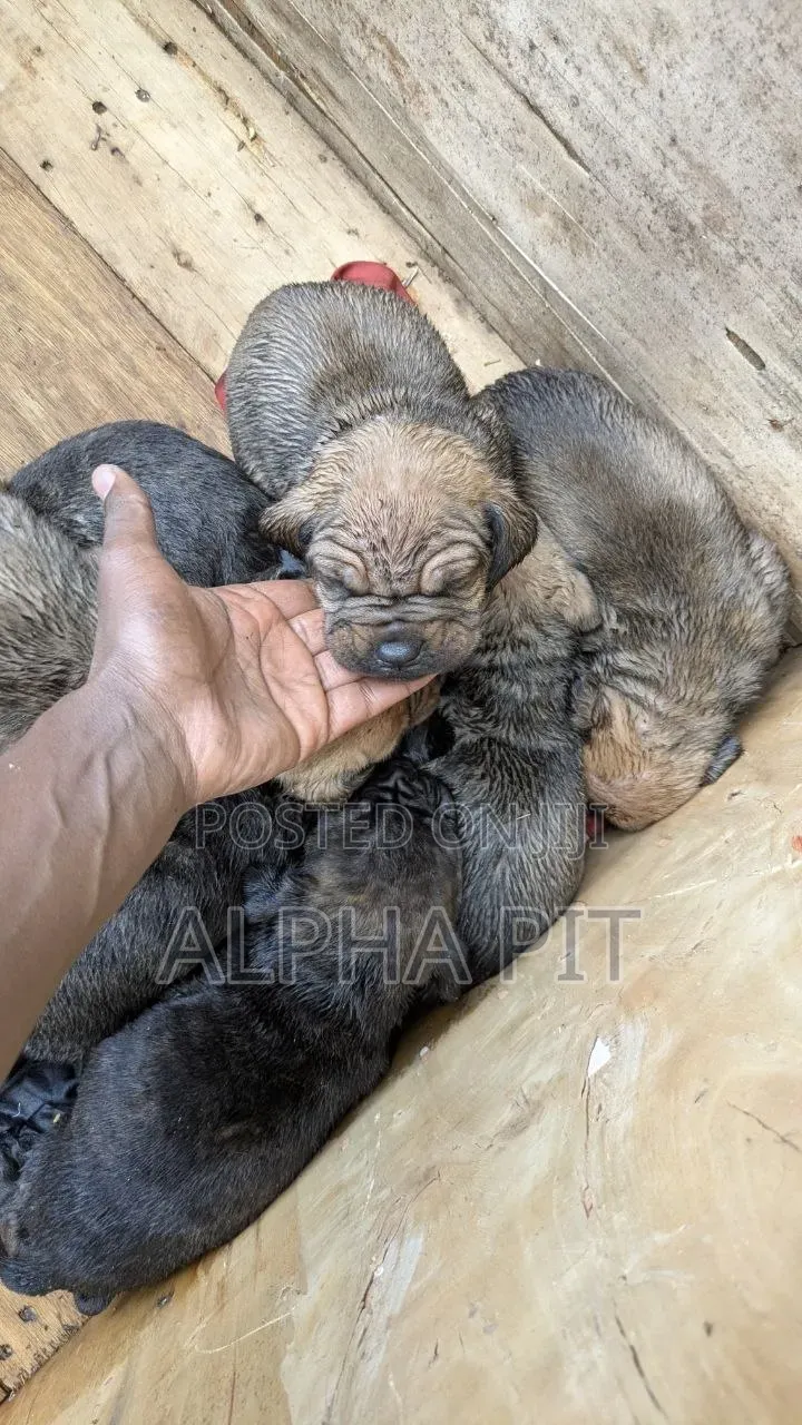 1-3 months Male Purebred Bullmastiff