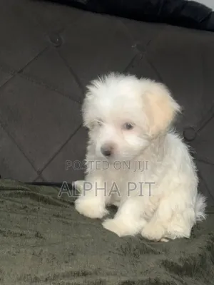 1-3 months Female Purebred Maltese
