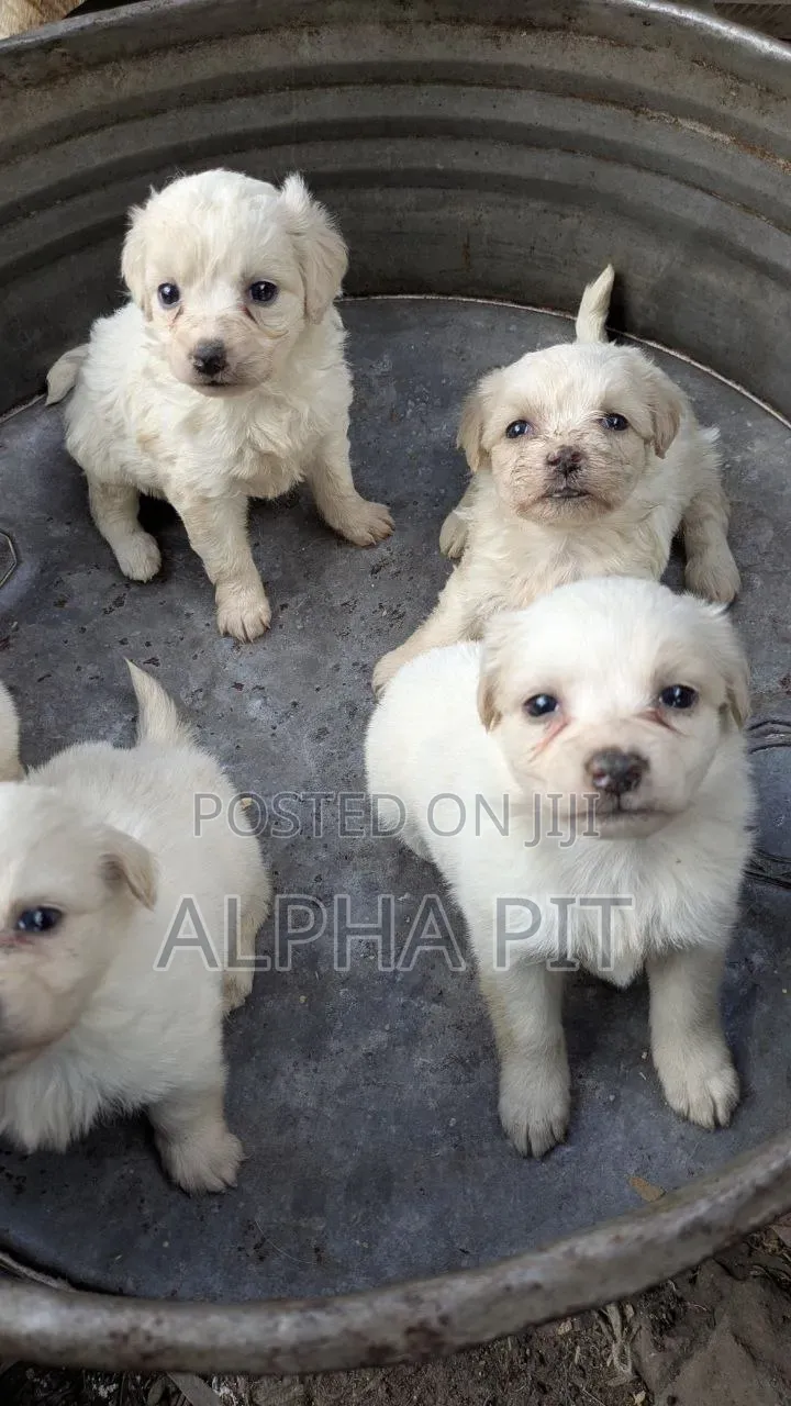 1-3 months Male Purebred Maltese