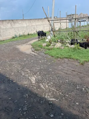 8bdrm Farm House in Yeka for sale