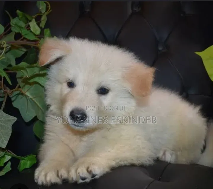 0-1 month Male Mixed Breed White Shepherd
