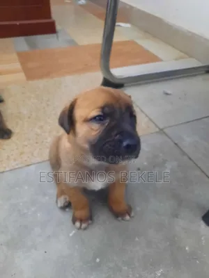 0-1 month Male Mixed Breed Cane Corso