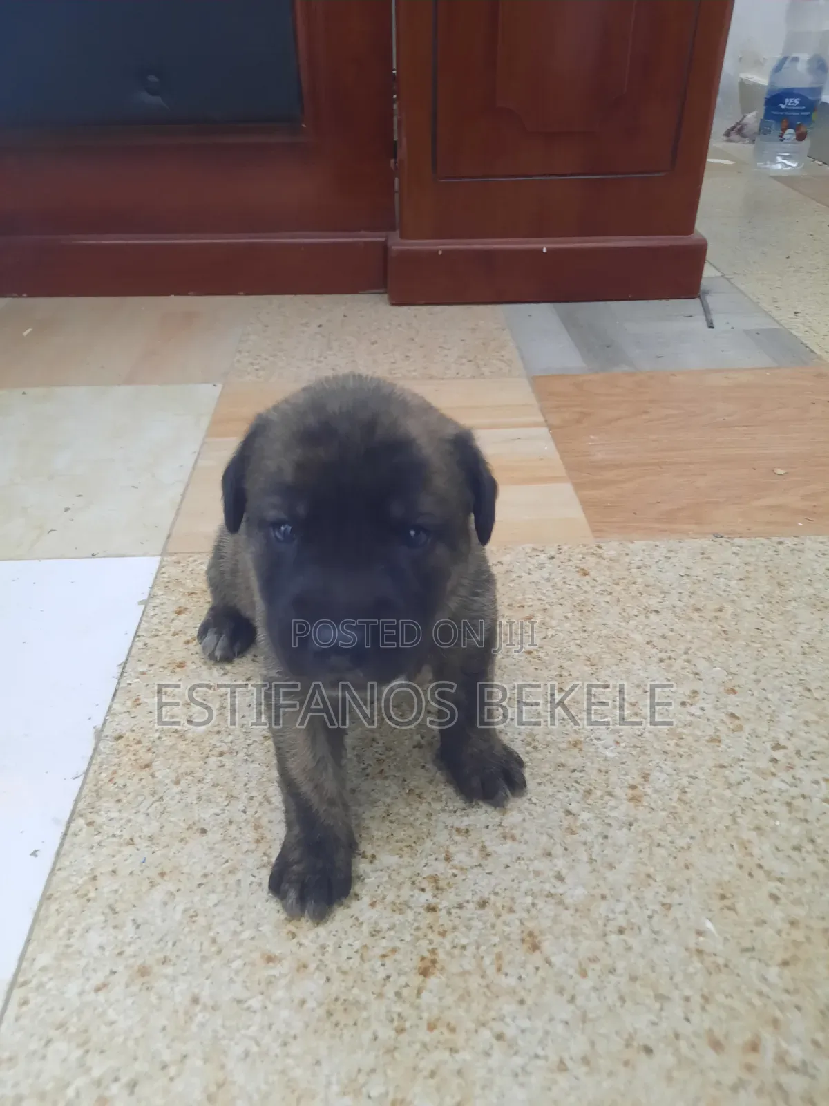 0-1 month Male Mixed Breed Cane Corso