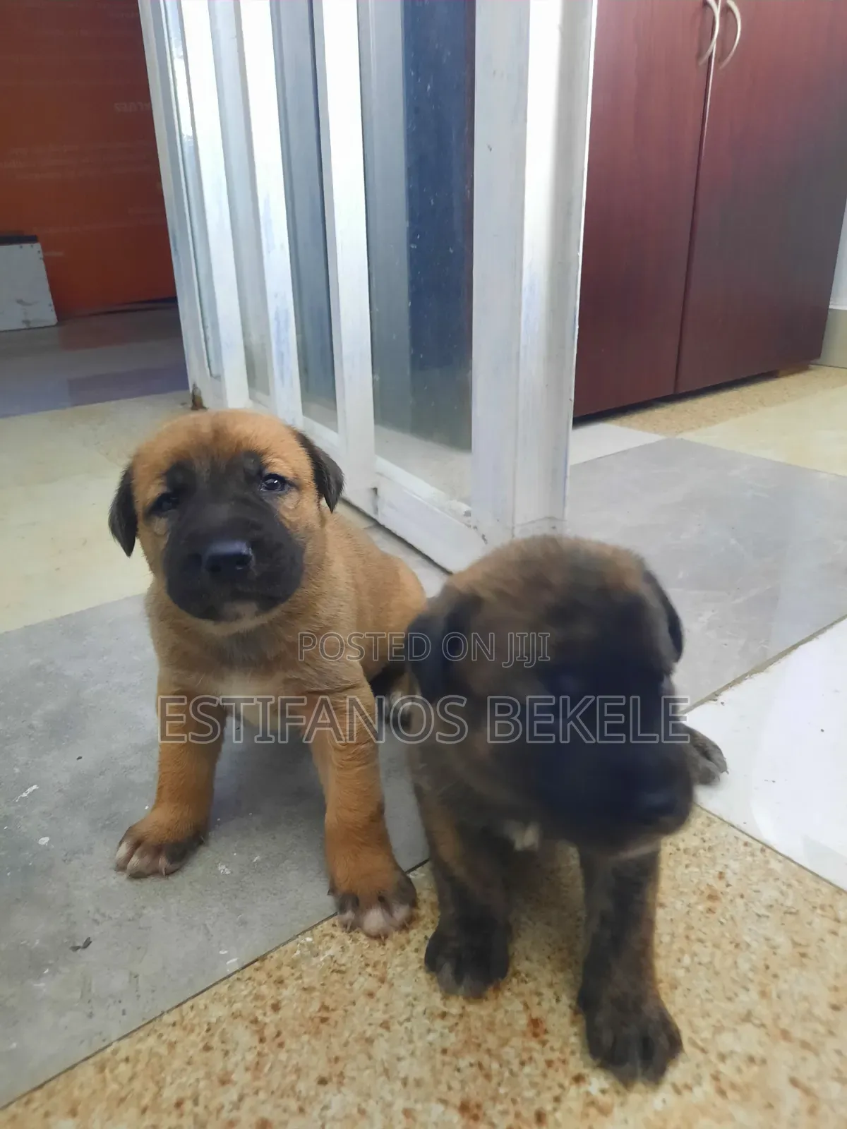 0-1 month Male Mixed Breed Cane Corso