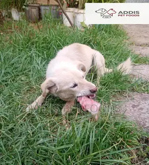 Dog Food / የውሻ ምግብ / Cat Food / የድመት ምግብ Raw Chicken Bone / የዶሮ አጥንት