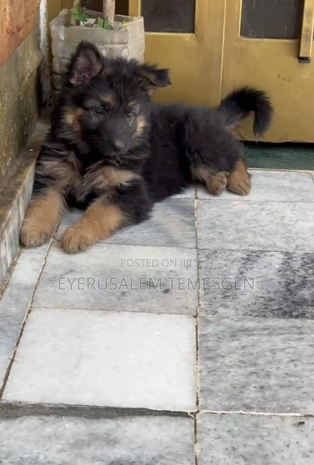 1-3 months Female Purebred German Shepherd
