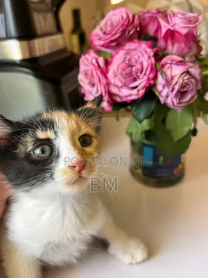 1-3 months Female Purebred Cat