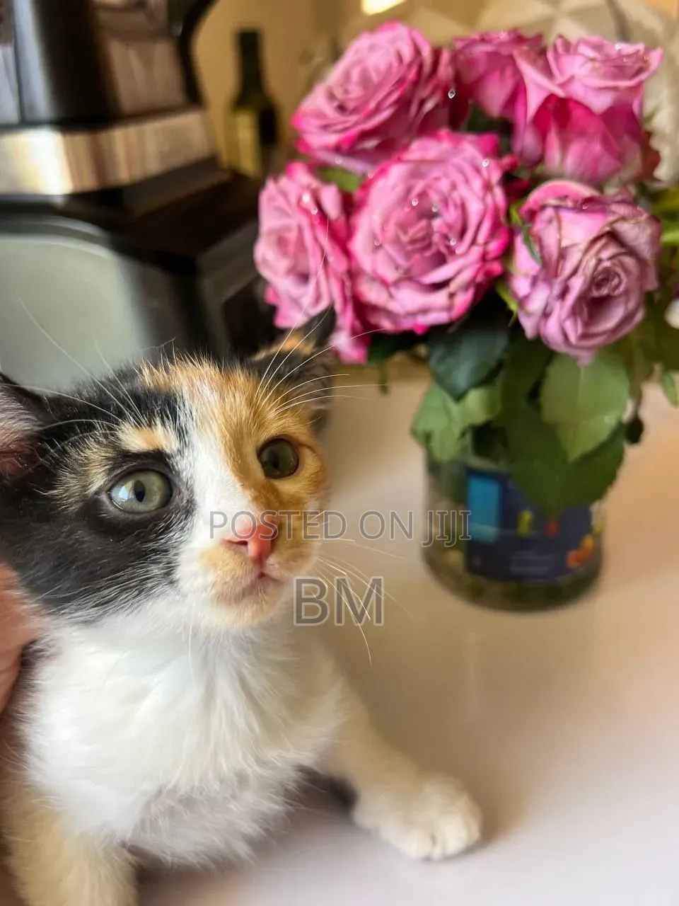 1-3 months Female Purebred Cat