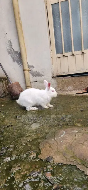ወንድ ነጭ ጥንቸል