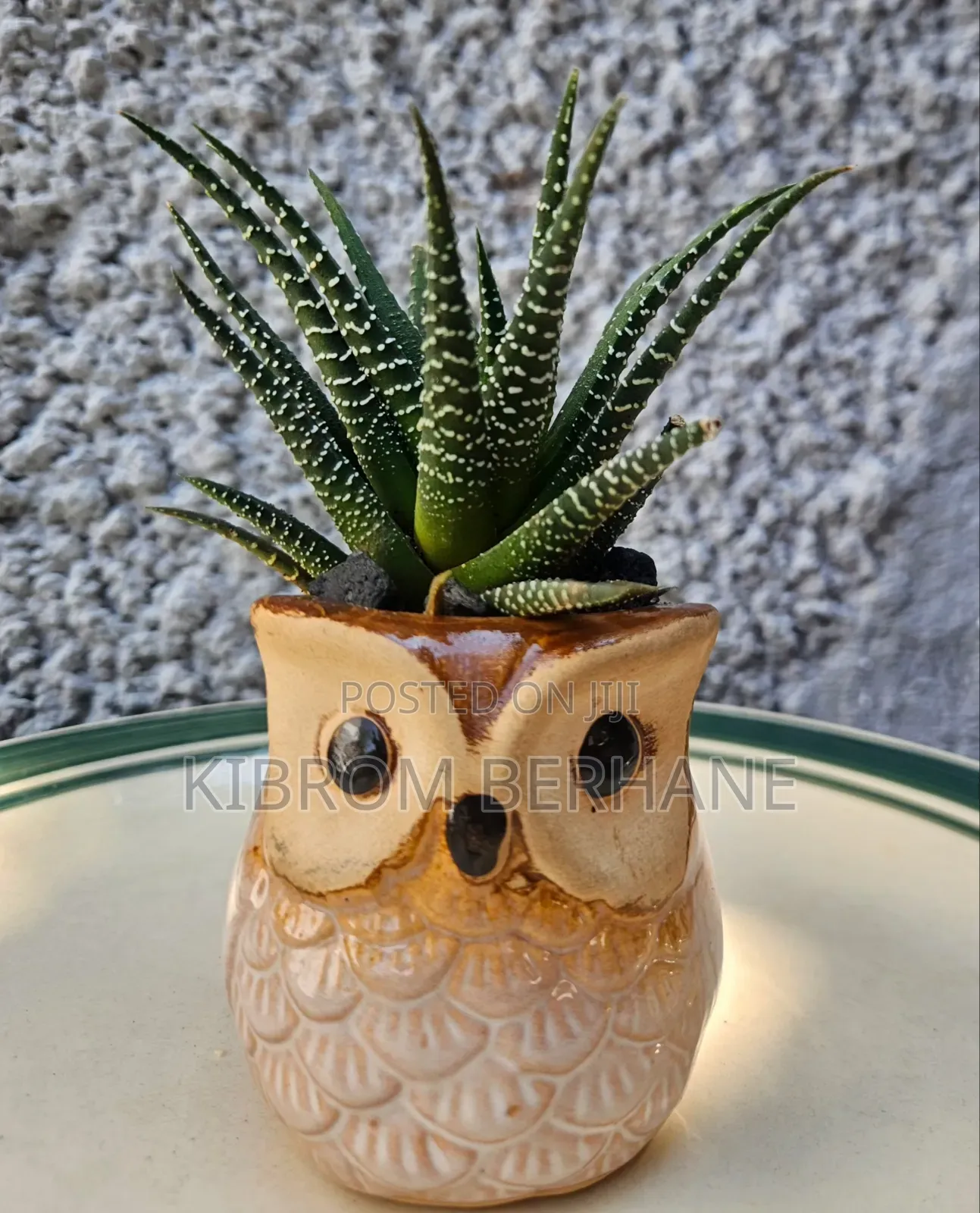 Small Plants in Planters