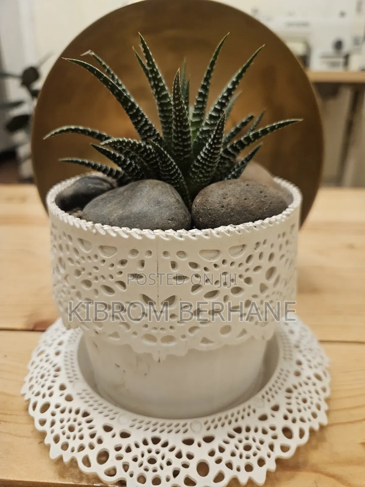 Small Plants in Planters