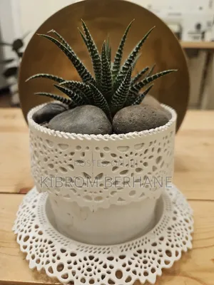 Small Plants in Planters