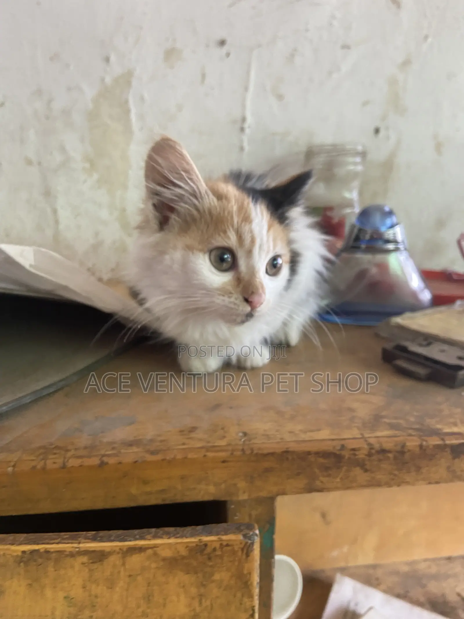 1-3 months Male Purebred American Shorthair