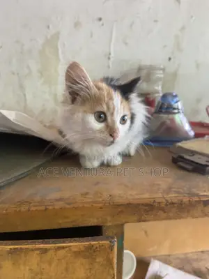 1-3 months Male Purebred American Shorthair