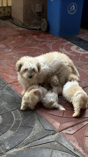 1-3 months Male Purebred Shih Tzu
