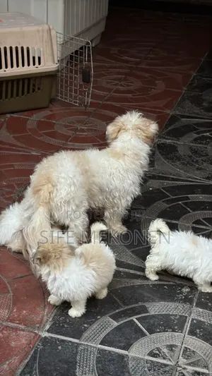 1-3 months Male Purebred Shih Tzu