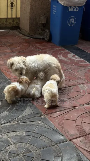 1-3 months Male Purebred Shih Tzu