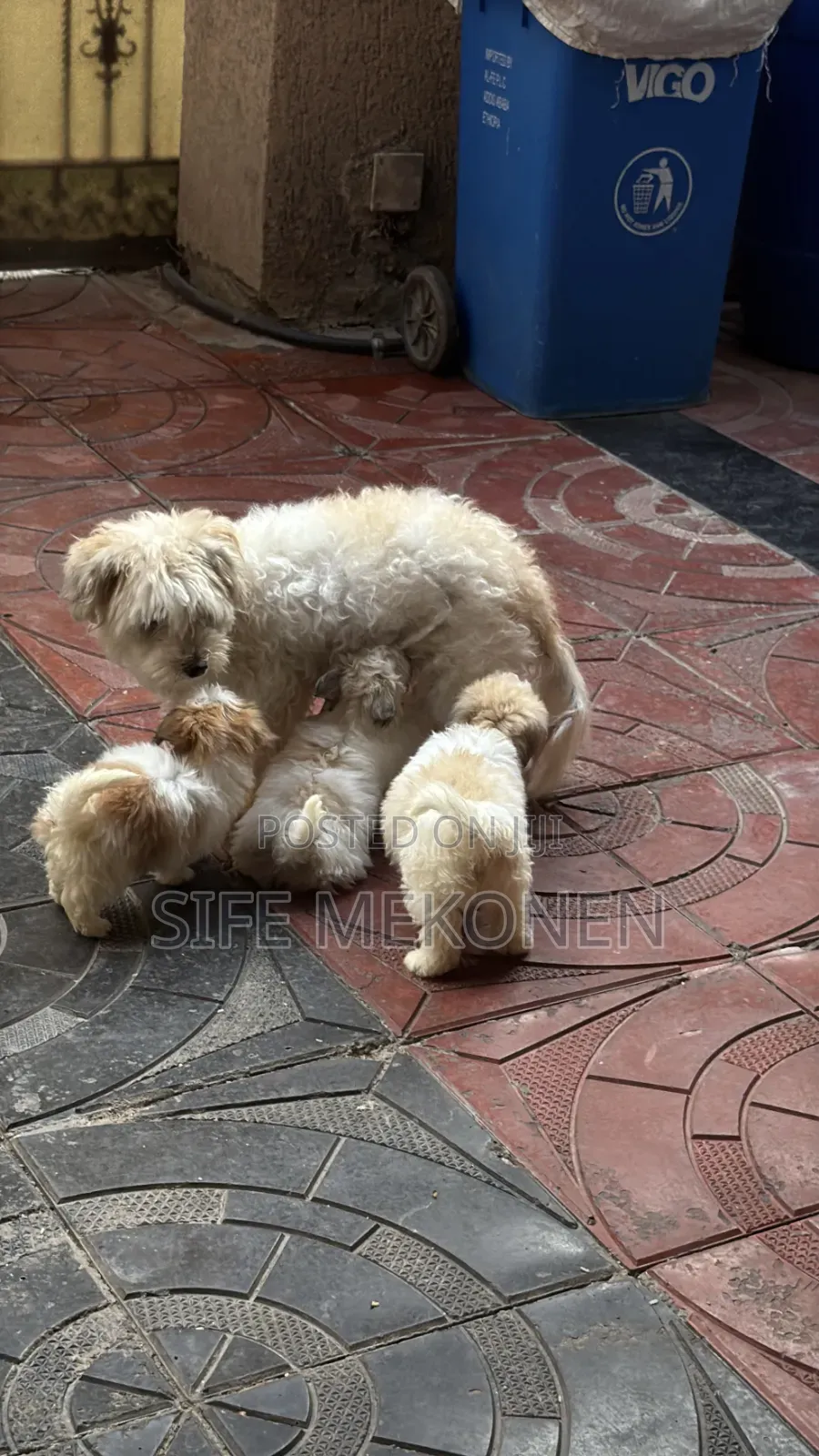 1-3 months Male Purebred Shih Tzu