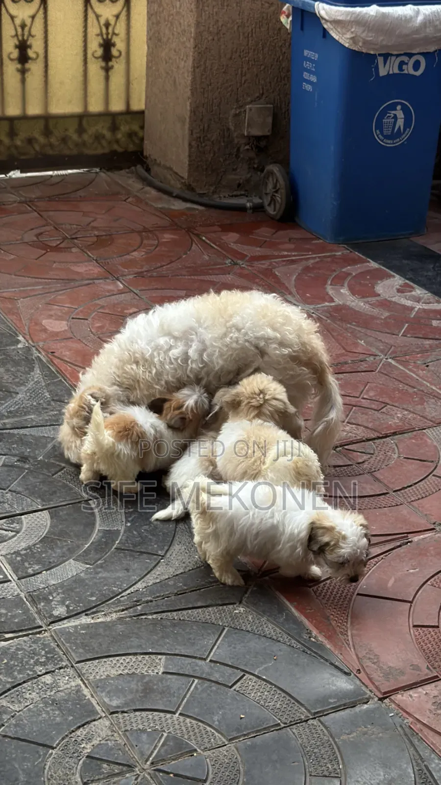 1-3 months Male Purebred Shih Tzu