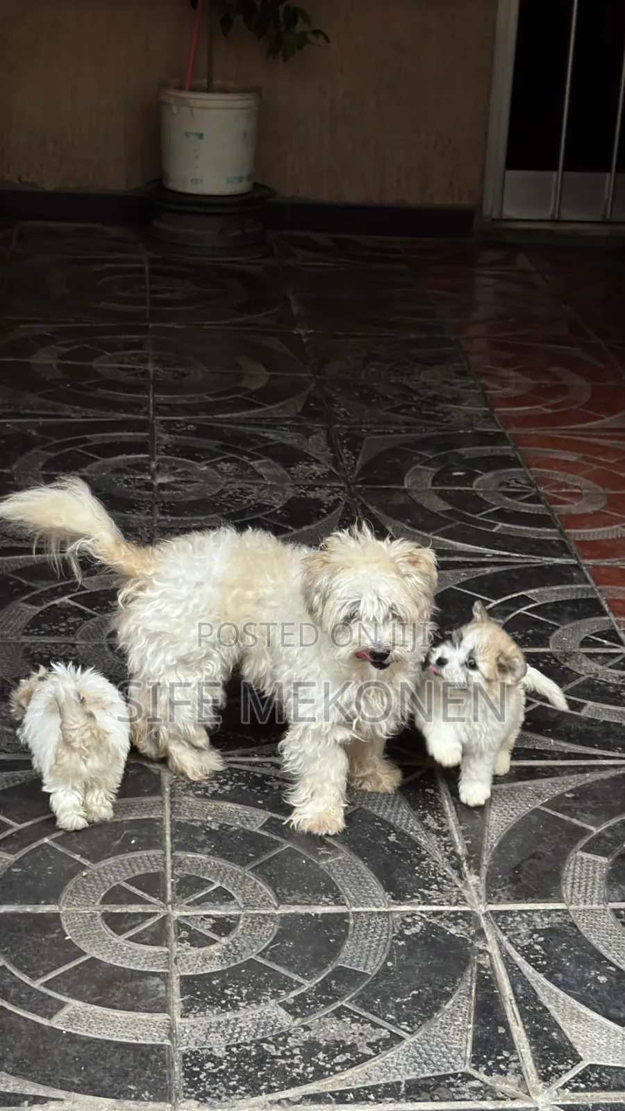 1-3 months Male Purebred Maltese