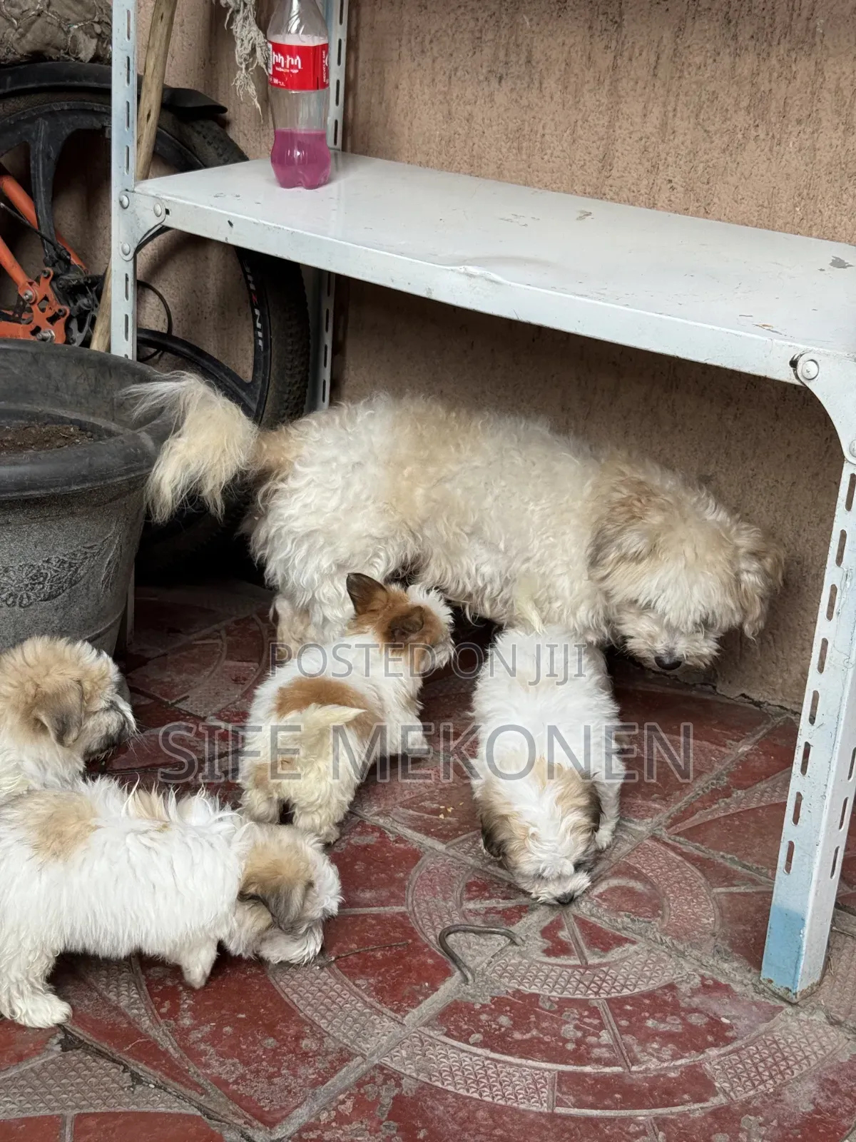 1-3 months Male Purebred Maltese