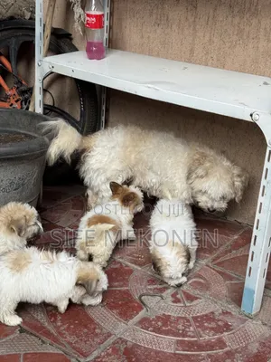 1-3 months Male Purebred Maltese
