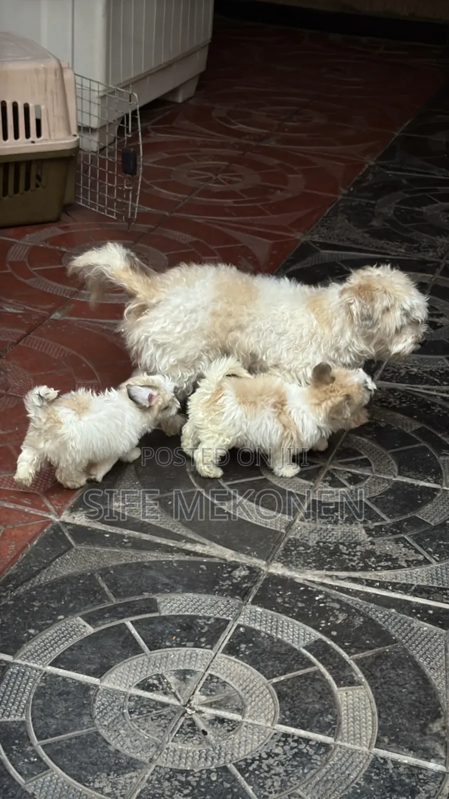 1-3 months Male Purebred Maltese