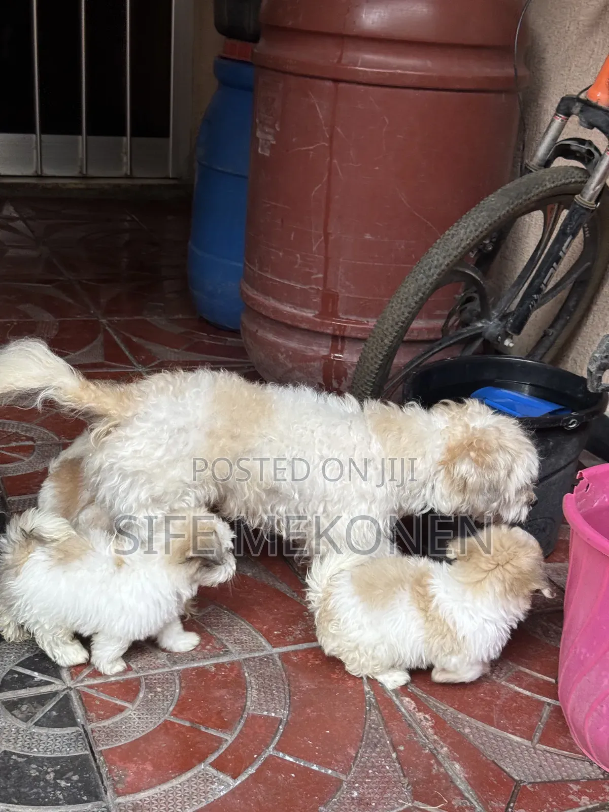 1-3 months Male Purebred Shih Tzu