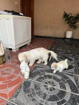 1-3 months Male Purebred Shih Tzu