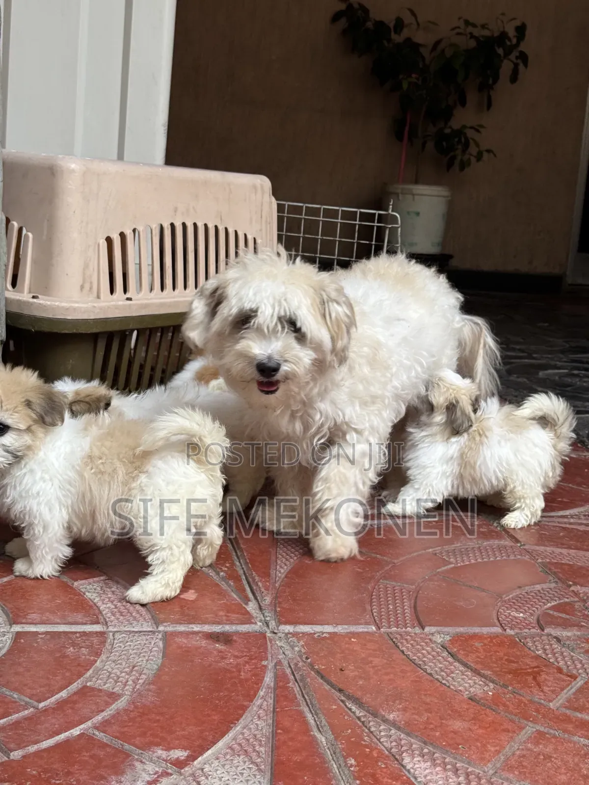 1-3 months Male Purebred Maltipoo