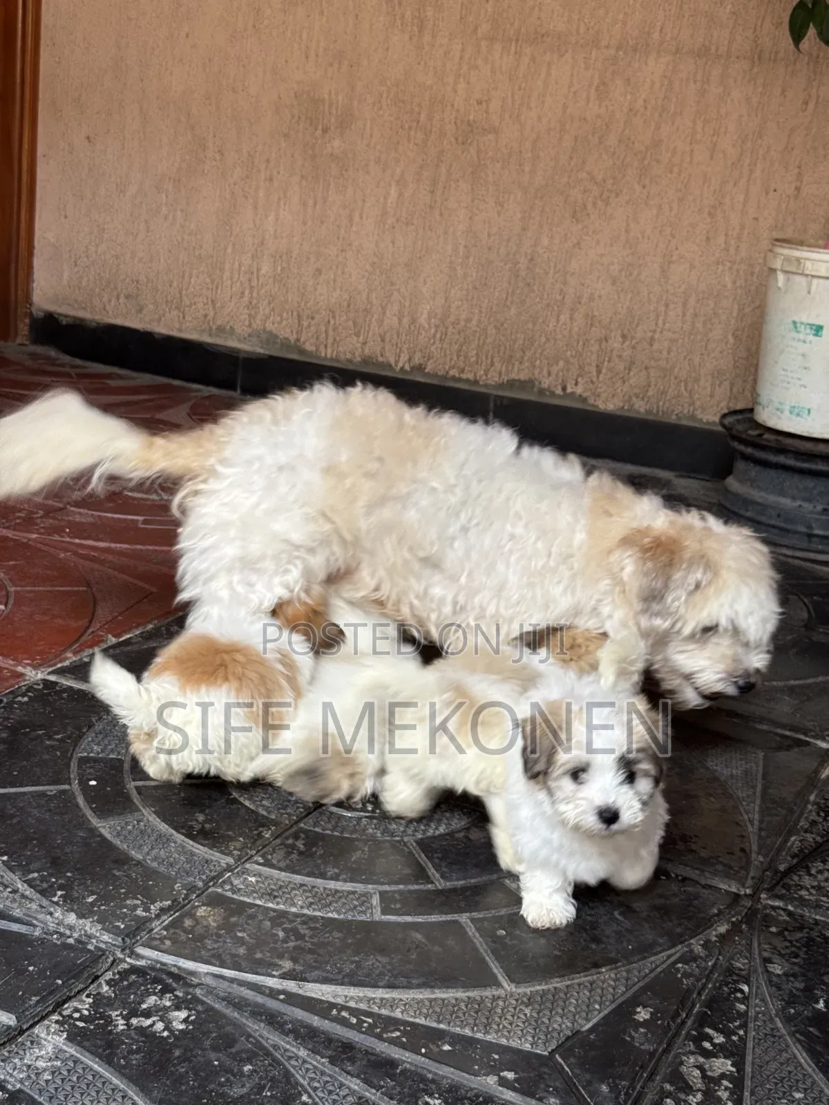 1-3 months Male Purebred Maltipoo