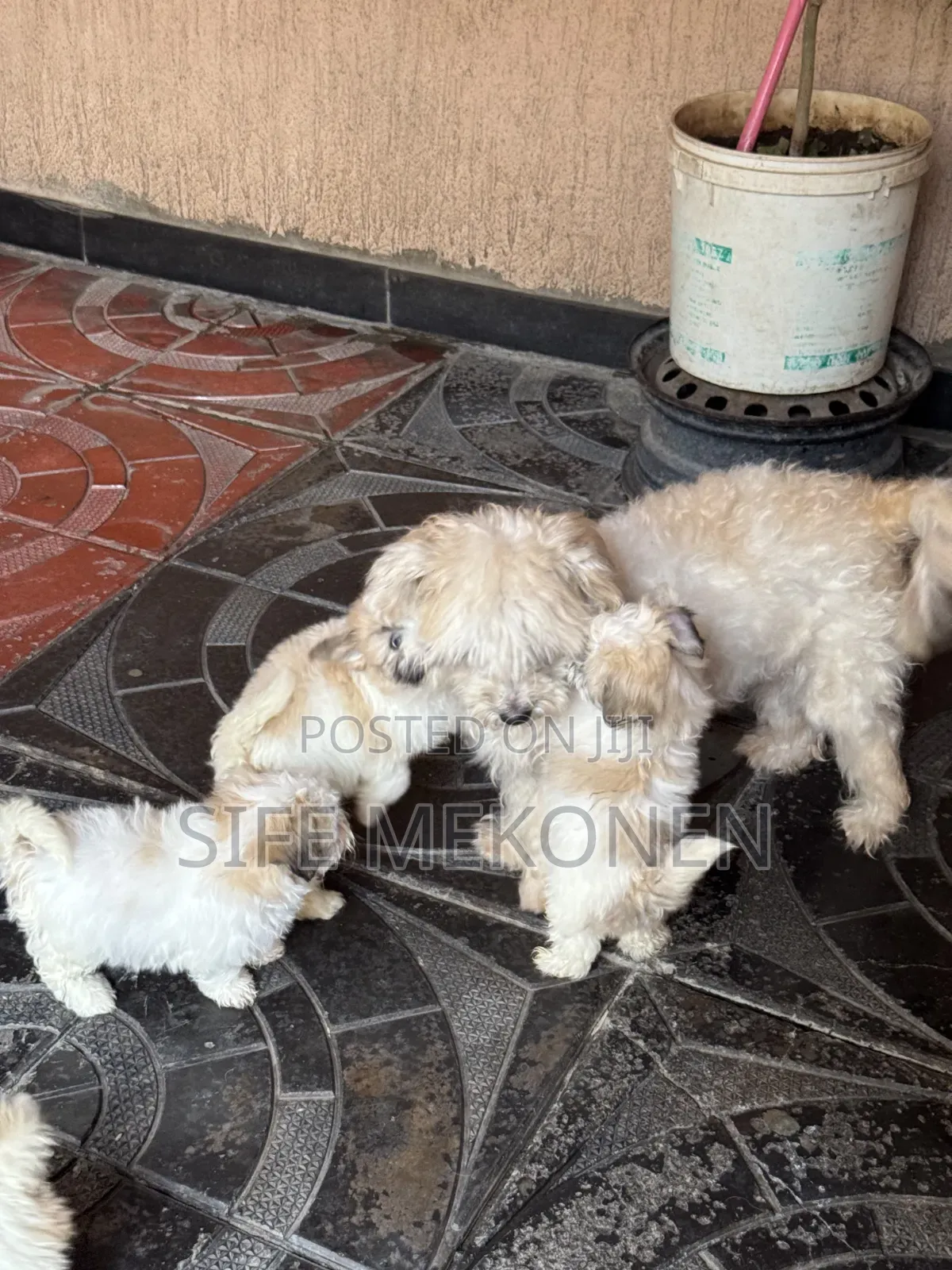 1-3 months Male Purebred Maltipoo