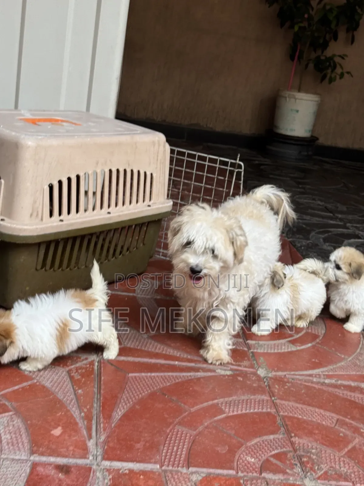 1-3 months Male Purebred Maltese