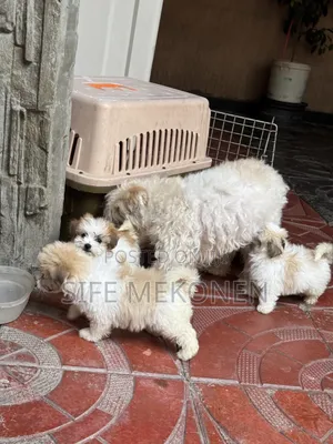 1-3 months Male Purebred Maltese
