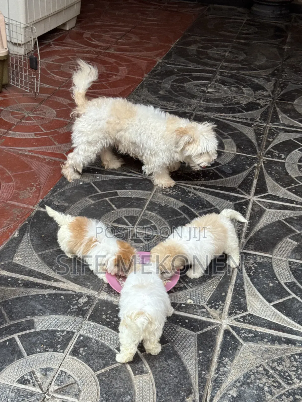 1-3 months Male Purebred Maltese