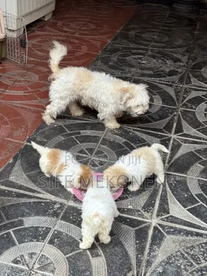 1-3 months Male Purebred Maltese