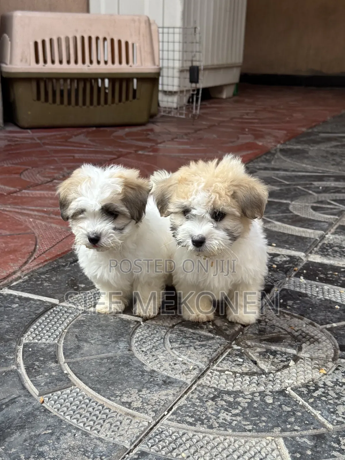 1-3 months Male Purebred Maltese