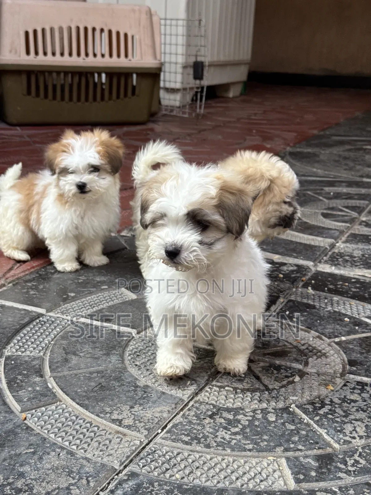1-3 months Male Purebred Maltese